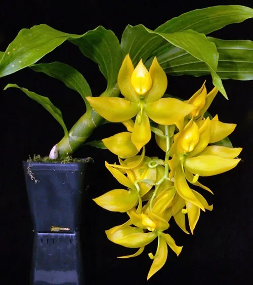 Cycnoches Golden Showers (herrenhusanum x chlorochilon)