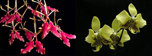 Renanthera vietnamensis x Phalaenopsis  stuartiana
