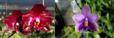 Phalaenopsis Ba-Shi Blackspot x Samera 'blue'