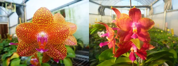 Phalaenopsis Mituo King x Black Eagle
