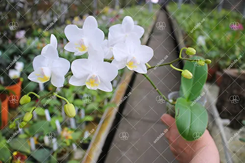 Phalaenopsis Timothy Christopher 'Joseph Wu'