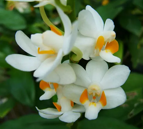 Phalaenopsis pulcherrima alba 'Joseph Wu'