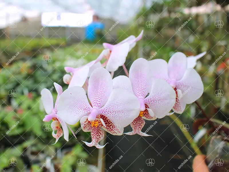 Phalaenopsis stuartiana x schilleriana 'Joseph Wu'