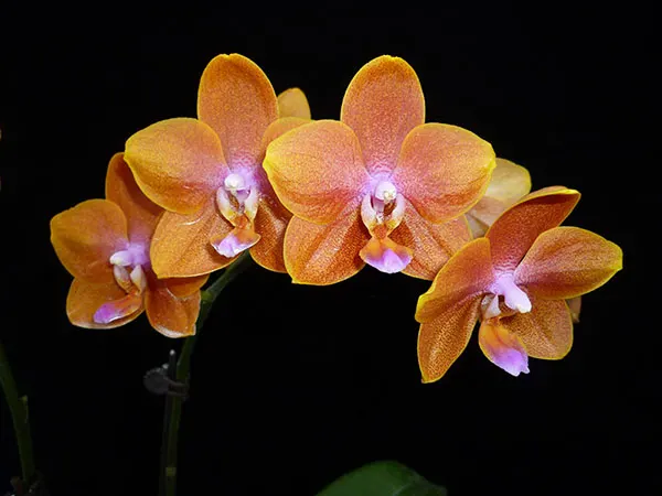 Phalaenopsis Smiley Tangerine 'Wilson'
