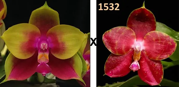 Phalaenopsis Pylo's Novelty (Mituo King Bellina #1 X Brother Ambo Passion 'OK')