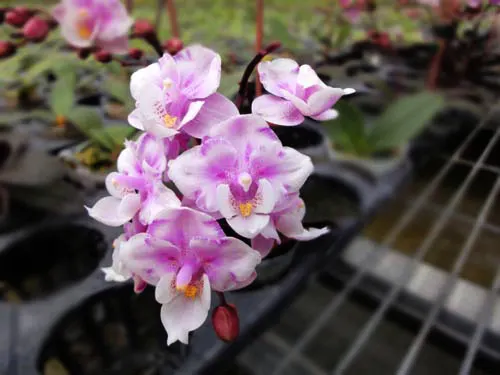 Phalaenopsis Jiaho's Pink Girl 'peloric'