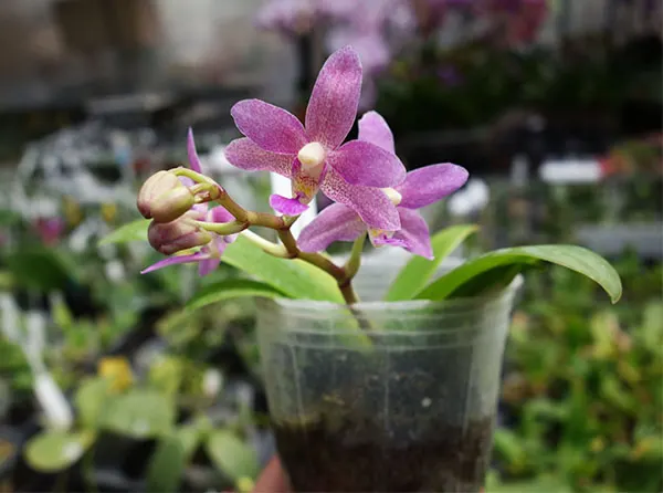 Phalaenopsis Nagasaki x equestris