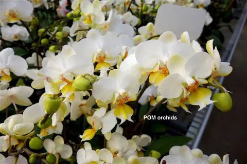 Phalaenopsis Ho's Amy Chistopher