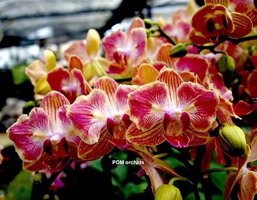 Phalaenopsis Long Pride Little Bee 'Peloric