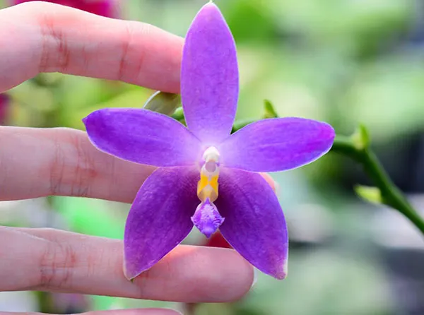 Phalaenopsis YangYang 'Blue Berry'