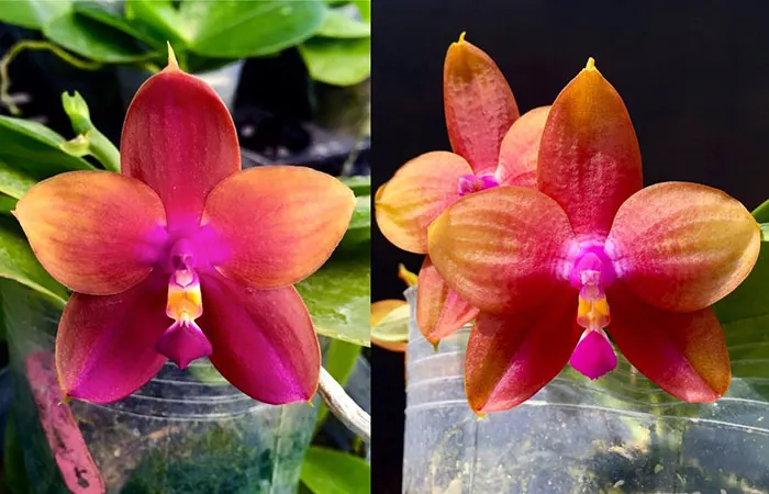 Phalaenopsis Mituo Prince x LD Emerald Bear