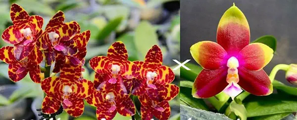 Phalaenopsis Jong's Gigan Cherry x Kingfisher's Dragon Wing
