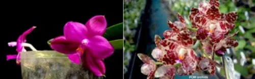 Phalaenopsis Yaphon in Taiwan (Yaphon Super Jaguar x gigantea)