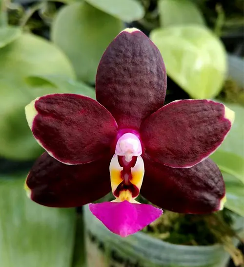 Phalaenopsis Satoru 'Joy' (Golden Peoker x Princess Kaiulani)