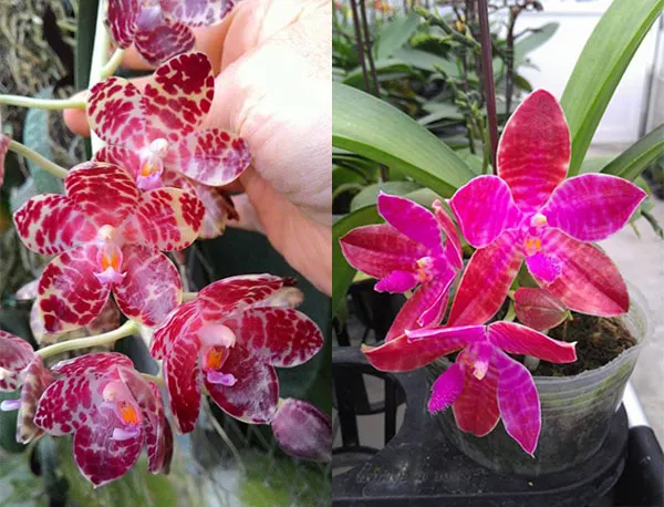 Phalaenopsis gigantea x lueddemanniana 'Joy' Mindanao type
