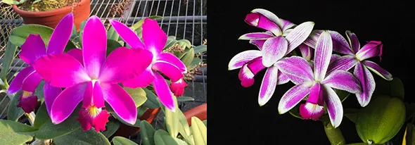 Cattleya violacea 'Lea' x violacea semi alba 'Ibiracu'