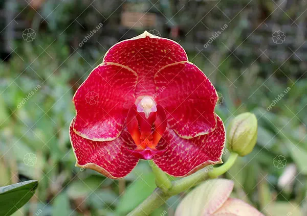 Phalaenopsis LD’s Bear King x Mituo Sun