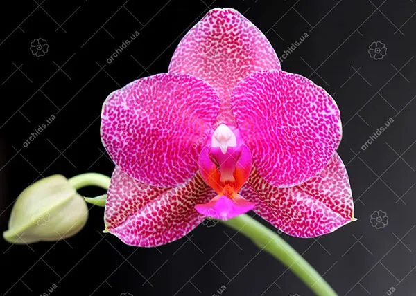 Phalaenopsis LD’s Bear King x Mituo Sun