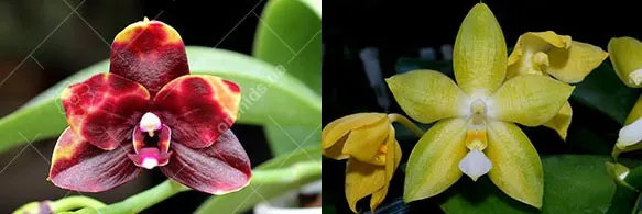 Phalaenopsis Lioulin Goldenfish x Princess Kaiulani flava