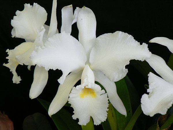 Cattleya jenmanii alba 'Fuchs Snow'