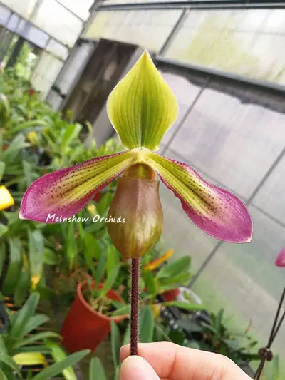 Paphiopedilum volonteanum