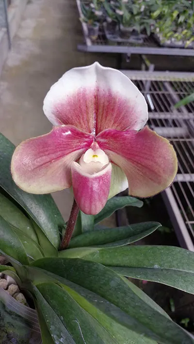 Paphiopedilum Winston Churchill x bellatulum