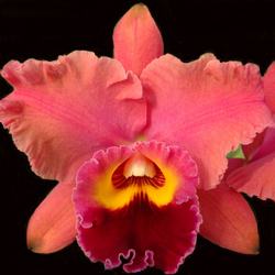 Brassolaeliocattleya (Goldenzelle x Oconee) 'Machado #1'