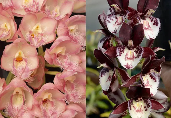 Clowesia Rebecca Northen 'Grapefruit Pink' x Catasetum Melana Davison 'Bombshell'