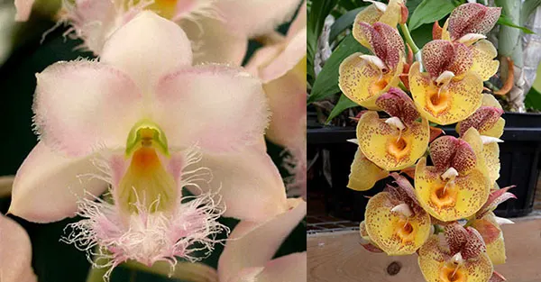 Clowesia Grace Dunn 'Chadds Ford' x Catasetum Orchidglade 'Davie Ranches'