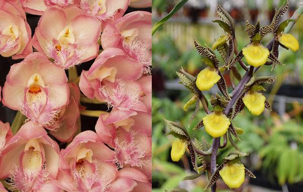 Clowesia Rebecca Northen 'Grapefruit Pink' x Catasetum kleberianum 'SVO'
