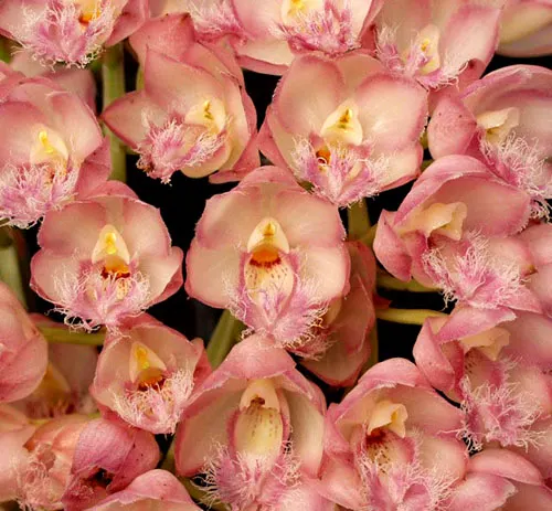 Clowesia Rebecca Northen (Cl. Rebecca Northen 'Grapefruit Pink' x self)