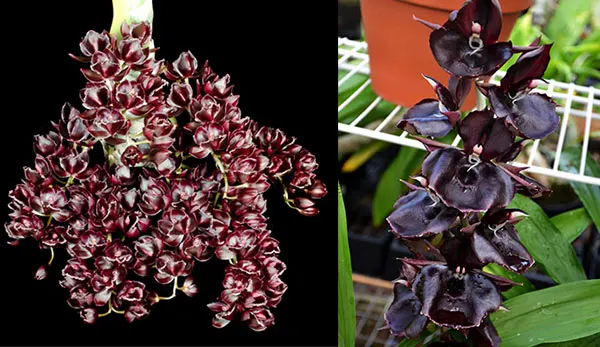 Fredclarkeara (Mormodia Barnabas Collins ‘SVO Dark Night’  x Catasetum Orchidglade ‘JTM’)