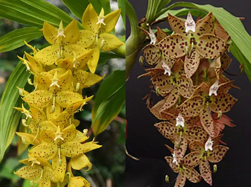 Cycnoches Anne-Kathrin Berger ‘SVO’ x Cycnoches Jean E Monnier ‘Big and Bold’