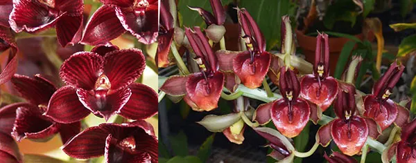 Fredclarkeara (Mormodia Painted Desert 'SVO' x Catasetum spitzii 'Red 48')