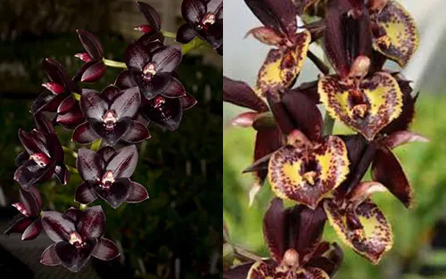 Fredclarkeara Dark There After 'SVO Winter Night' x Catasetum  Louise Clarke 'SVO'