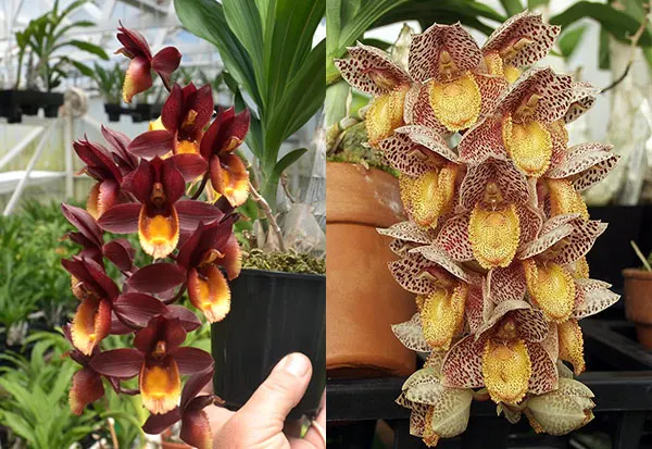 Catasetum Chuck Taylor 'Wow' x Catasetum denticulatum 'SVO II'