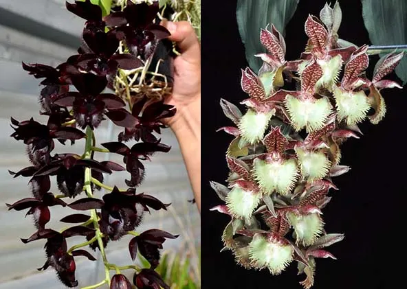 Fredclarkeara Midnight Lace 'SVO' x Catasetum Frilly Doris 'SVO II’