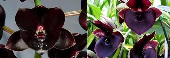 Fredclarkeara Majestic Orchids Shopper (Fredclarkeara After Midnight 'SVO Dark Beauty' x Catasetum John C Burchett 'Ursa Major')