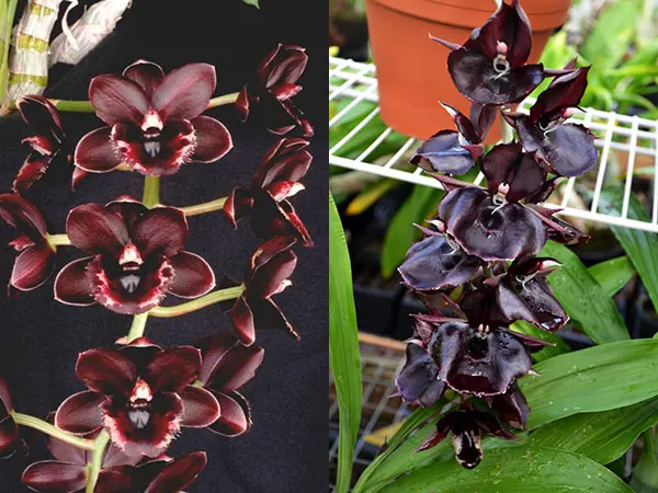 Fredclarkeara After Hours 'SVO Heaven Scent' x Catasetum Orchidglade 'JTM'