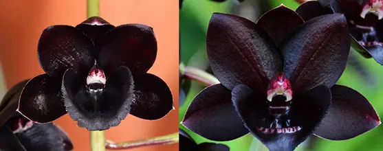 Fredclarkeara Frank Smith 'SVO' x Fredclarkeara Dark Matter 'SVO'