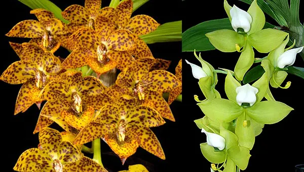 Cycnodes Spotted Hornet 'SVO' x Cycnodes warscewiczii 'SVO'