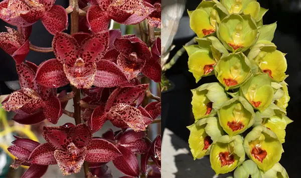 Mormodia Leopard Drops ''SVO' x Catasetum expansum 'Linda'