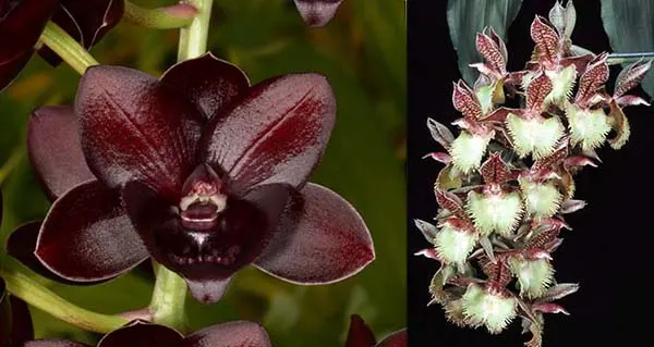 Fredclarkeara Enter Light 'SVO Dark Beauty' x Catasetum Frilly Doris 'SVOII'