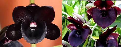 Fredclarkeara Frank Smith 'SVO' x Catasetum John C Burchett 'Ursa Major'