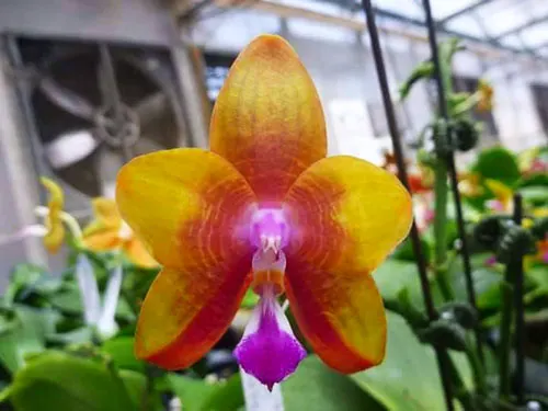 Phalaenopsis Ld's bear King 'Yk-14'