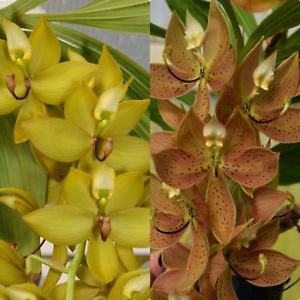 Cycnoches Jumbo Cooper 'SVO' x Cycnoches Alexis Jesus Pardo 'Sleeper Keeper'