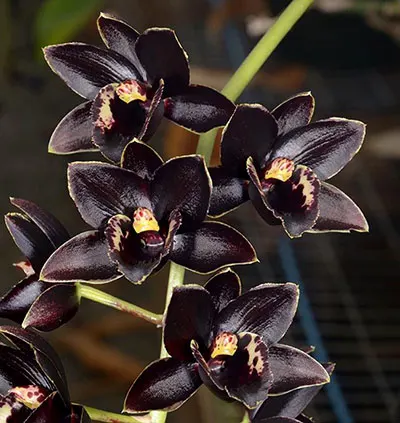Fredclarkeara L'Amour de vie de Sue (Mo. Painted Desert 'SVO' x Ctsm. Louise Clarke 'Very Dark')