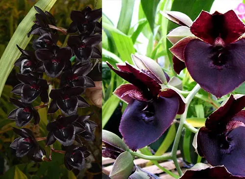 Fredclarkeara Midnight Sky 'Dark Perfection' x Catasetum John C Burchett 'Ursa Major'