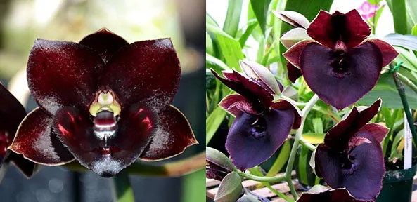 Fredclarkeara Dark There After 'SVO Crazy Good' x Catasetum John C Burchett 'Ursa Major'