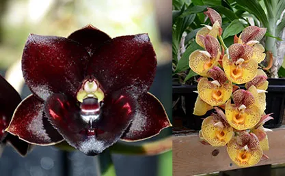 Fredclarkeara Twin Peaks (Fredclarkeara Dark There After 'SVO Crazy Good' x Catasetum Orchidglade 'Davie Ranches')